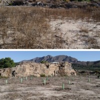 AFAREM y ARBA hacen la primera plantación en la cantera abandonada de Los Ásperos 2 FRECOM